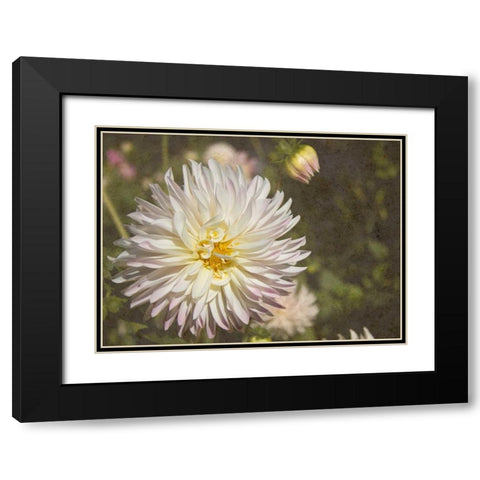 Curley Dahlia Black Modern Wood Framed Art Print with Double Matting by Johnson, George