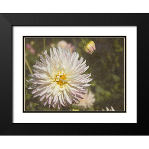 Curley Dahlia Black Modern Wood Framed Art Print with Double Matting by Johnson, George