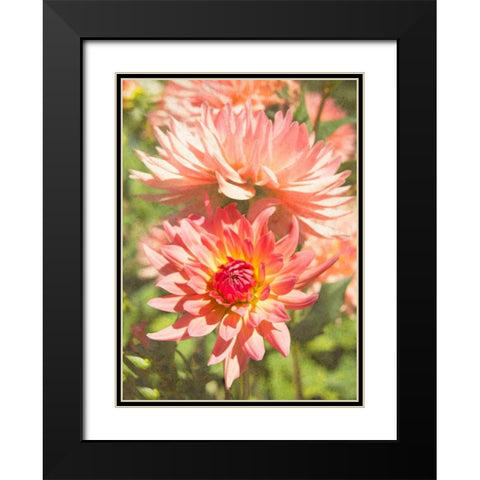 Garden Dahlias V Black Modern Wood Framed Art Print with Double Matting by Johnson, George