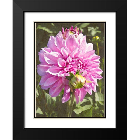 Garden Dahlias VI Black Modern Wood Framed Art Print with Double Matting by Johnson, George