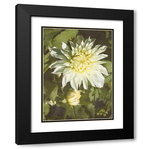Garden Dahlias VII Black Modern Wood Framed Art Print with Double Matting by Johnson, George