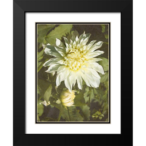 Garden Dahlias VII Black Modern Wood Framed Art Print with Double Matting by Johnson, George