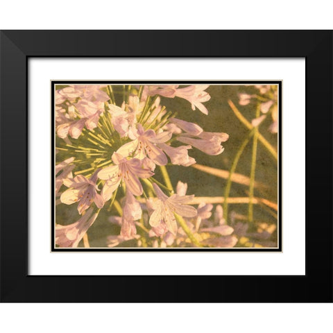 Sunset Flower Black Modern Wood Framed Art Print with Double Matting by Johnson, George