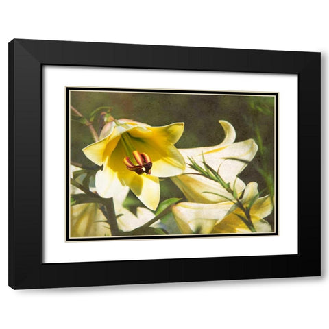 Garden Lilies Black Modern Wood Framed Art Print with Double Matting by Johnson, George