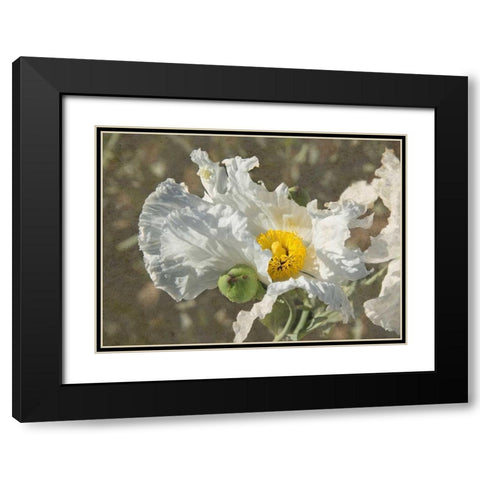 Garden Poppies Black Modern Wood Framed Art Print with Double Matting by Johnson, George
