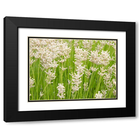 White on Green Field Black Modern Wood Framed Art Print with Double Matting by Johnson, George