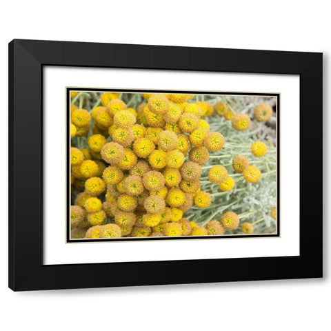Yellow Puff Balls Black Modern Wood Framed Art Print with Double Matting by Johnson, George