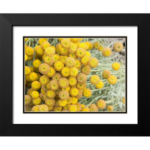 Yellow Puff Balls Black Modern Wood Framed Art Print with Double Matting by Johnson, George