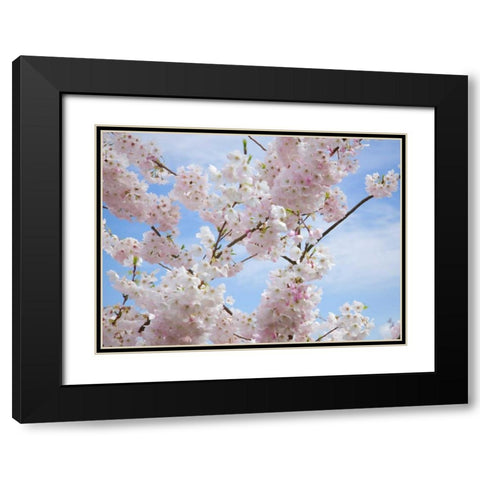 Spring Blossoms Black Modern Wood Framed Art Print with Double Matting by Johnson, George