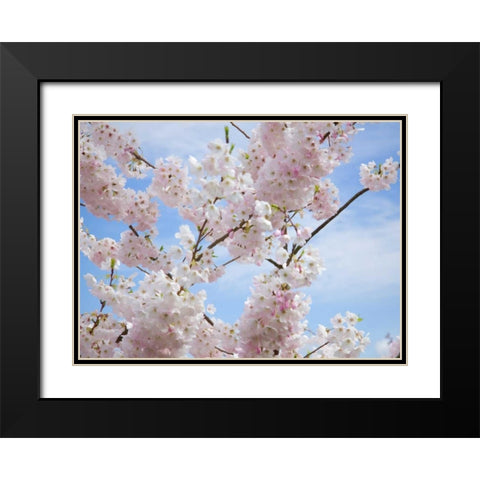 Spring Blossoms Black Modern Wood Framed Art Print with Double Matting by Johnson, George