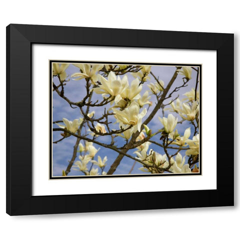 Tulip Treer Black Modern Wood Framed Art Print with Double Matting by Johnson, George
