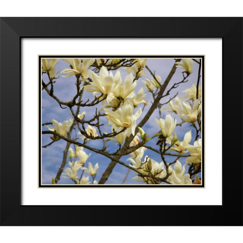 Tulip Treer Black Modern Wood Framed Art Print with Double Matting by Johnson, George