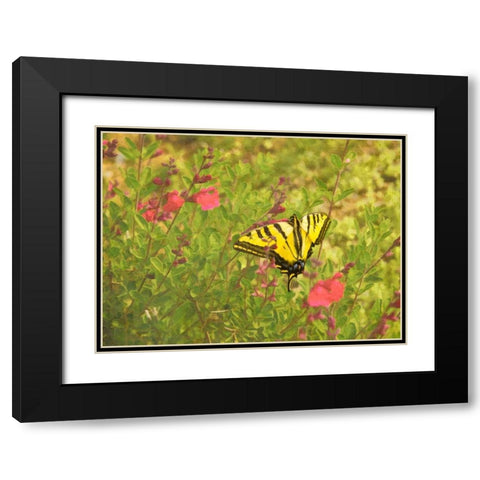 Butterfly and Flowers Black Modern Wood Framed Art Print with Double Matting by Johnson, George