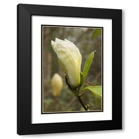White Tulip Tree I Black Modern Wood Framed Art Print with Double Matting by Johnson, George