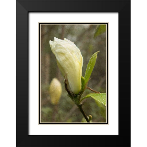 White Tulip Tree I Black Modern Wood Framed Art Print with Double Matting by Johnson, George
