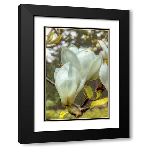 White Tulip Tree II Black Modern Wood Framed Art Print with Double Matting by Johnson, George