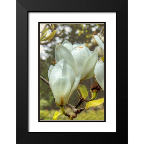 White Tulip Tree II Black Modern Wood Framed Art Print with Double Matting by Johnson, George