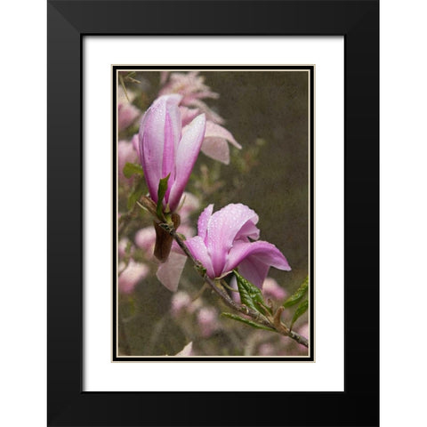 Pink Tulip Tree I Black Modern Wood Framed Art Print with Double Matting by Johnson, George