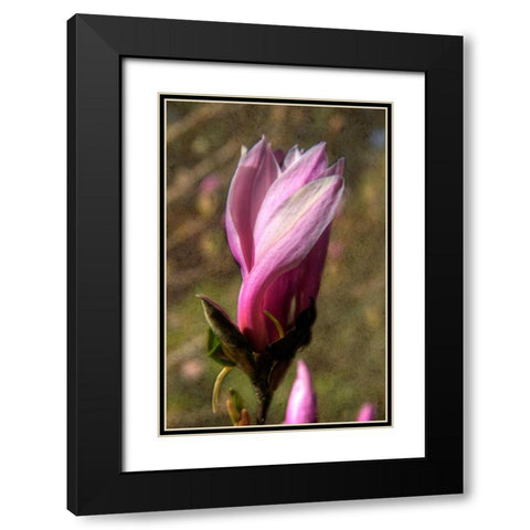 Pink Tulip Tree II Black Modern Wood Framed Art Print with Double Matting by Johnson, George