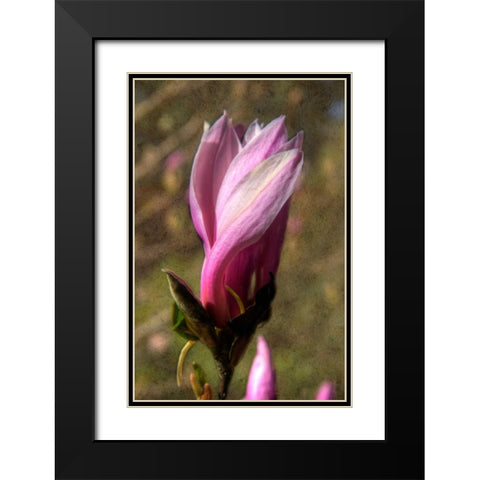 Pink Tulip Tree II Black Modern Wood Framed Art Print with Double Matting by Johnson, George