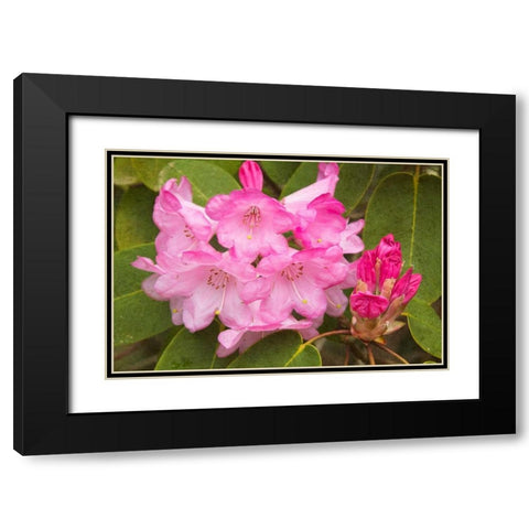 Rhododendron I Black Modern Wood Framed Art Print with Double Matting by Johnson, George