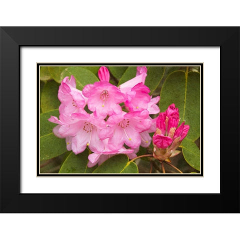 Rhododendron I Black Modern Wood Framed Art Print with Double Matting by Johnson, George