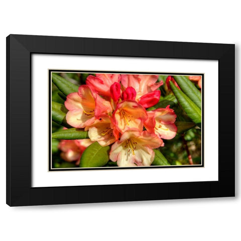 Rhododendron II Black Modern Wood Framed Art Print with Double Matting by Johnson, George