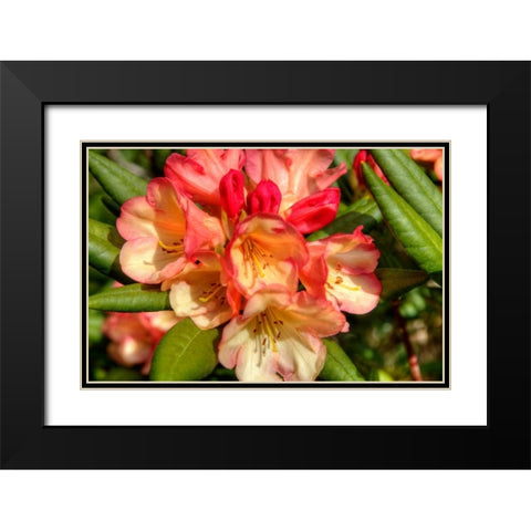 Rhododendron II Black Modern Wood Framed Art Print with Double Matting by Johnson, George