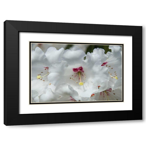 White Rhododendron Black Modern Wood Framed Art Print with Double Matting by Johnson, George