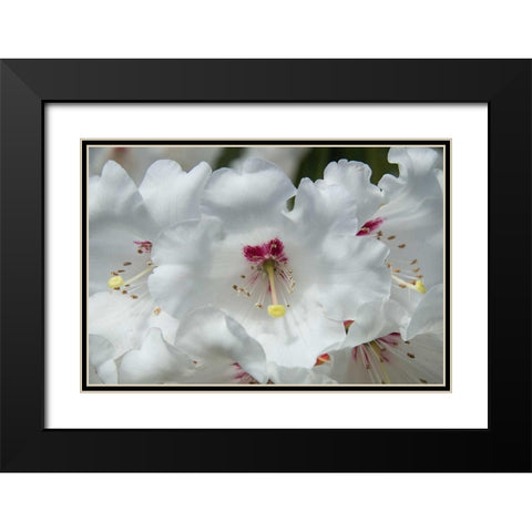 White Rhododendron Black Modern Wood Framed Art Print with Double Matting by Johnson, George