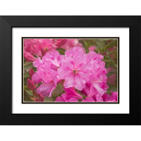 Pink Rhododendron Black Modern Wood Framed Art Print with Double Matting by Johnson, George
