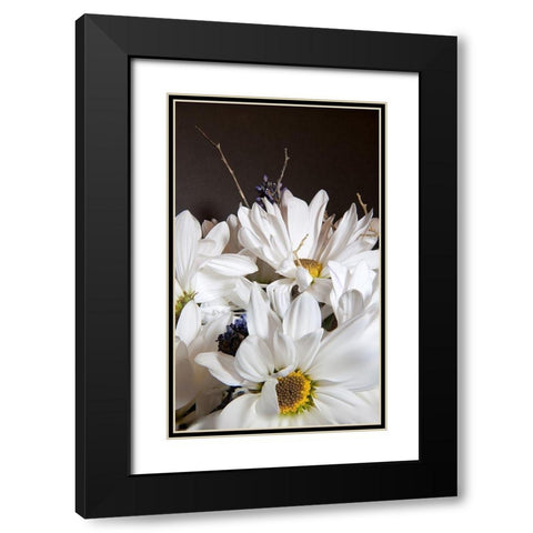 White Daisies Black Modern Wood Framed Art Print with Double Matting by Johnson, George