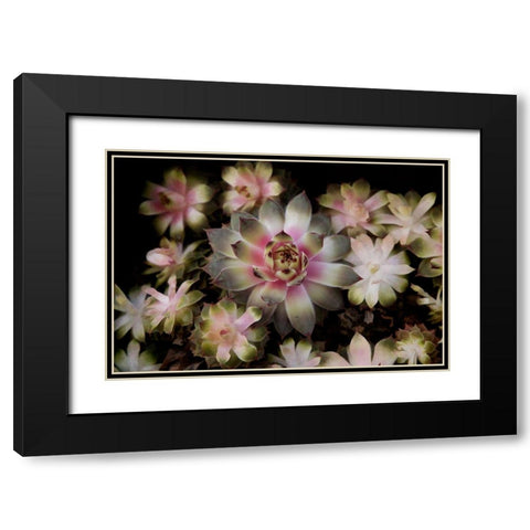 Small Succulents Black Modern Wood Framed Art Print with Double Matting by Johnson, George