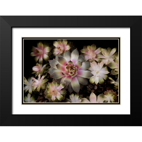 Small Succulents Black Modern Wood Framed Art Print with Double Matting by Johnson, George