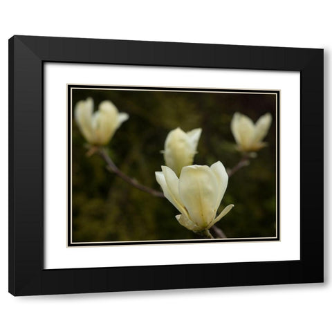 Tulip Tree Flowers Black Modern Wood Framed Art Print with Double Matting by Johnson, George