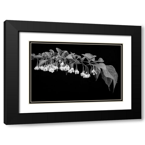 Japanese Snowbell Black Modern Wood Framed Art Print with Double Matting by Johnson, George