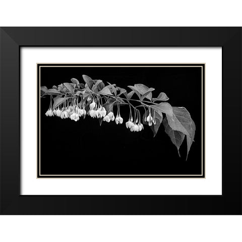 Japanese Snowbell Black Modern Wood Framed Art Print with Double Matting by Johnson, George