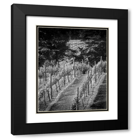 Vineyard I Black Modern Wood Framed Art Print with Double Matting by Larson, Scott