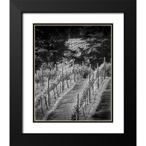 Vineyard I Black Modern Wood Framed Art Print with Double Matting by Larson, Scott