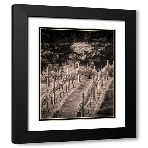 Vineyard III Black Modern Wood Framed Art Print with Double Matting by Larson, Scott
