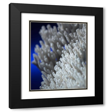 Sea Coral II Black Modern Wood Framed Art Print with Double Matting by Larson, Scott