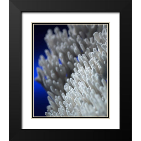 Sea Coral II Black Modern Wood Framed Art Print with Double Matting by Larson, Scott