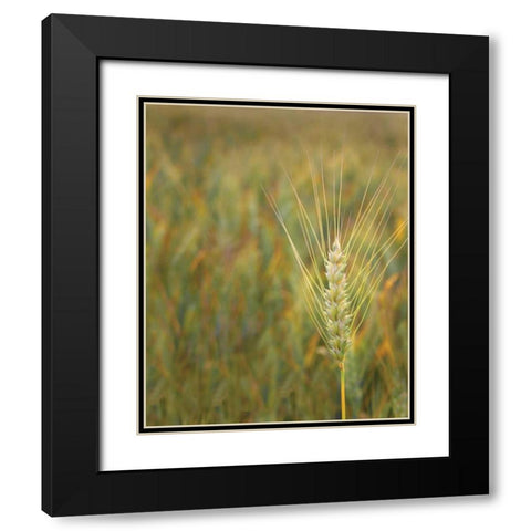 Turning Grain II Black Modern Wood Framed Art Print with Double Matting by Larson, Scott