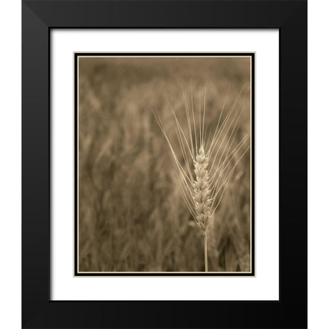 Turning Grain IV Black Modern Wood Framed Art Print with Double Matting by Larson, Scott