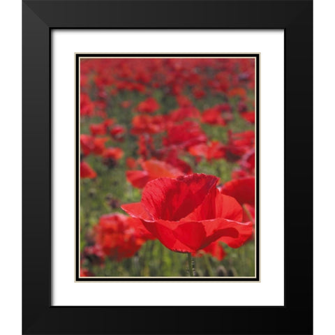 Poppy Field I Black Modern Wood Framed Art Print with Double Matting by Larson, Scott