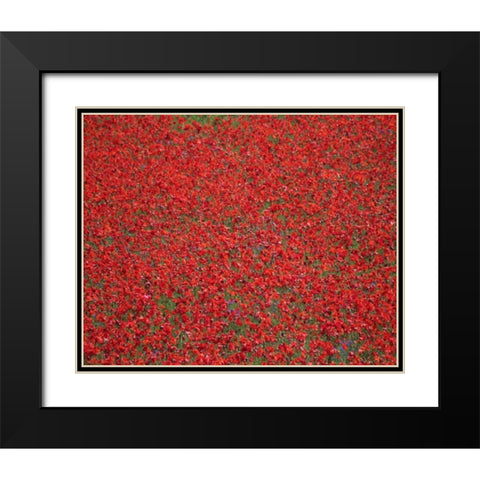 Poppy Field II Black Modern Wood Framed Art Print with Double Matting by Larson, Scott