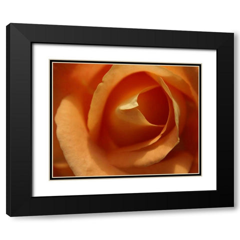 Single Rose I Black Modern Wood Framed Art Print with Double Matting by Larson, Scott