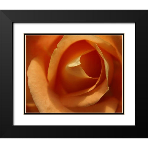 Single Rose I Black Modern Wood Framed Art Print with Double Matting by Larson, Scott