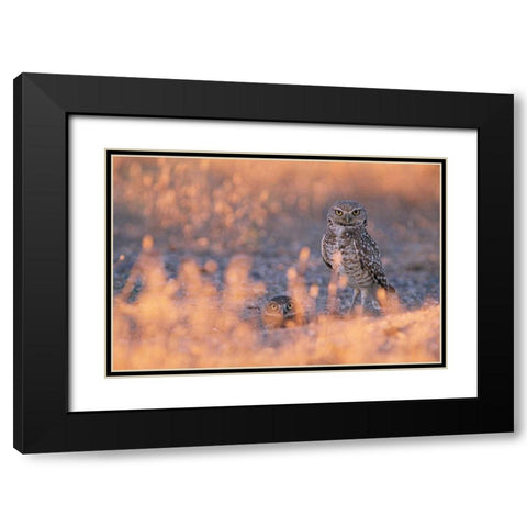 Owl Eyes Black Modern Wood Framed Art Print with Double Matting by Leahy, Ike