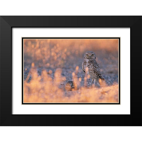 Owl Eyes Black Modern Wood Framed Art Print with Double Matting by Leahy, Ike
